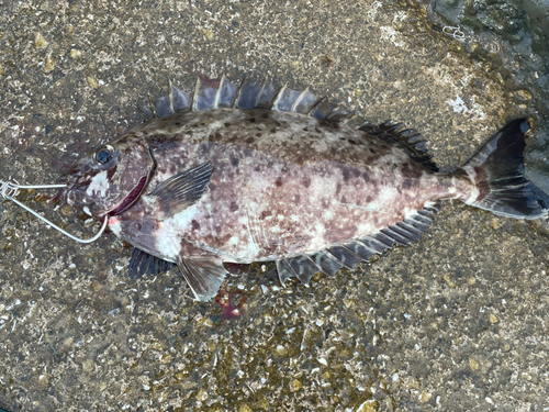 アイゴの釣果