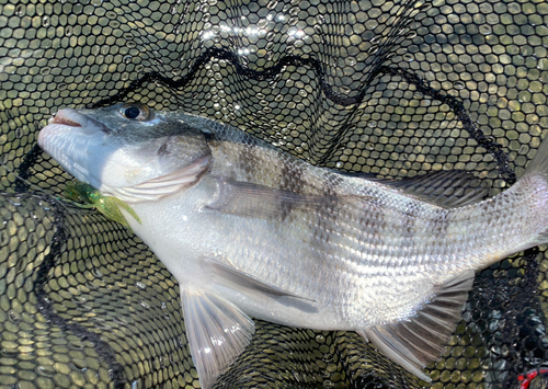 キビレの釣果