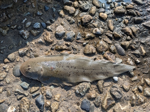 シタビラメの釣果