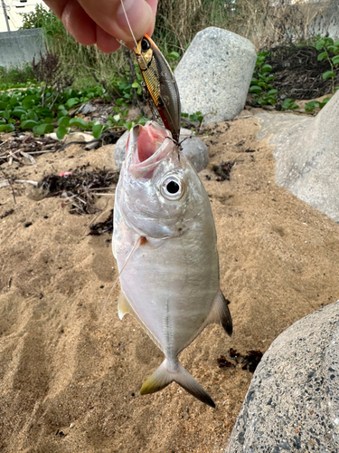 メッキの釣果