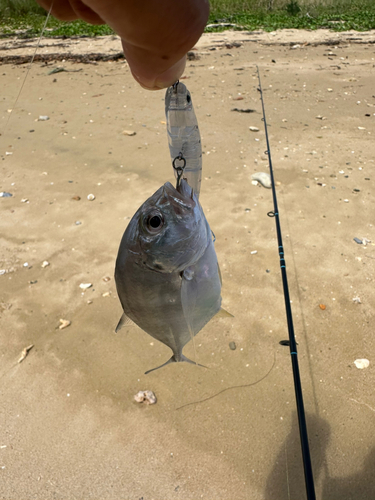 メッキの釣果