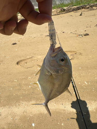 メッキの釣果