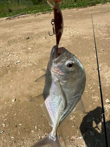 メッキの釣果