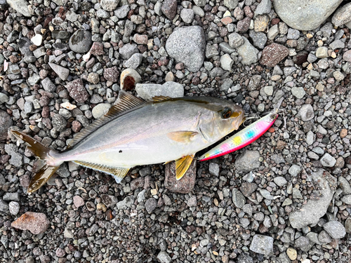 ショゴの釣果