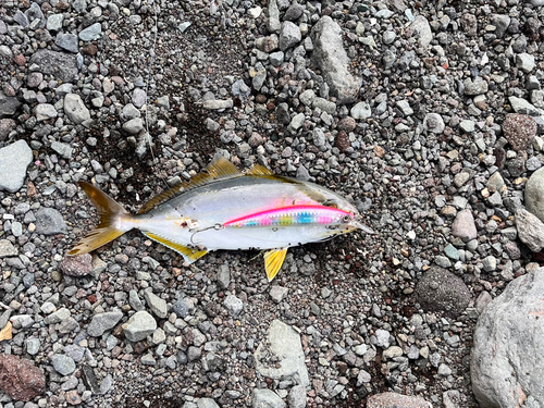 ショゴの釣果