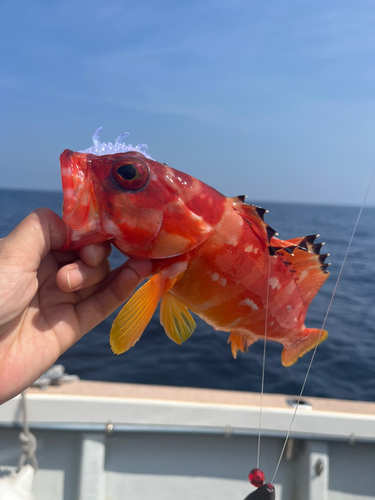 アカハタの釣果