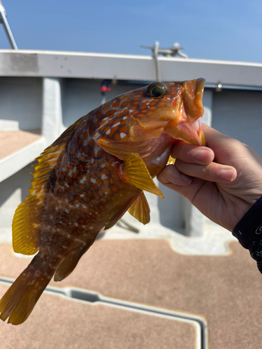 キジハタの釣果