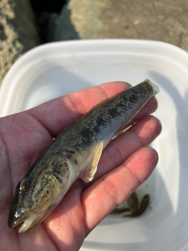 マハゼの釣果