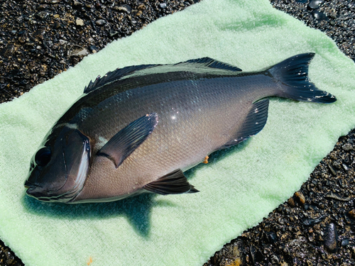 グレの釣果