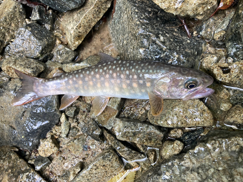 イワナの釣果