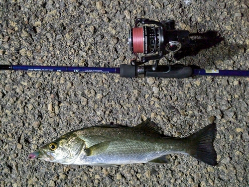 セイゴ（マルスズキ）の釣果