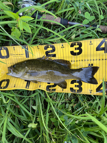 スモールマウスバスの釣果