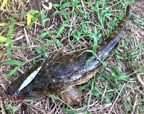 マゴチの釣果