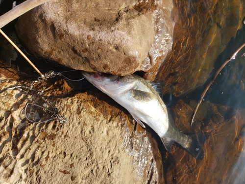 セイゴ（マルスズキ）の釣果