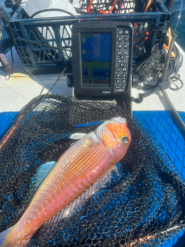 アマダイの釣果