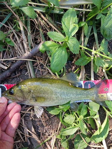 ラージマウスバスの釣果