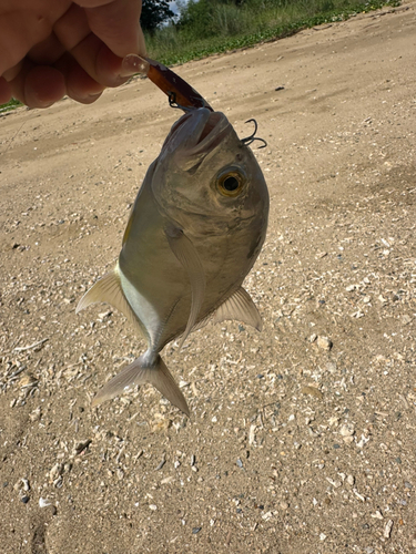 メッキの釣果