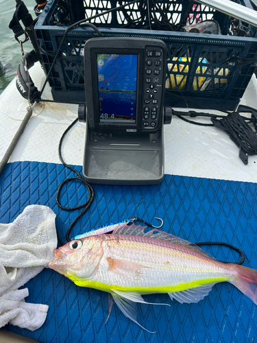 イトヨリダイの釣果