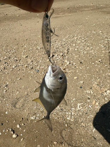 メッキの釣果