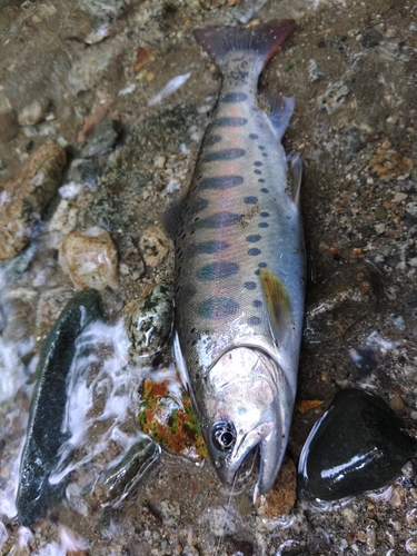 ヤマメの釣果