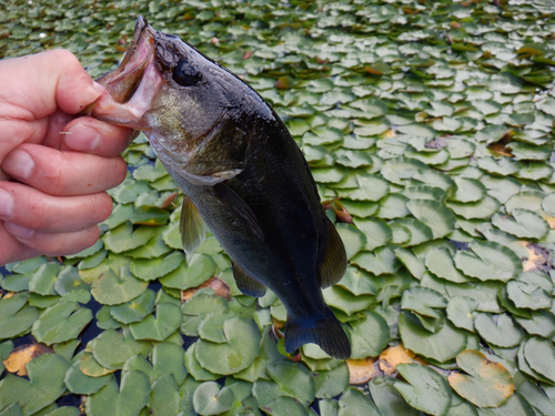 ラージマウスバスの釣果