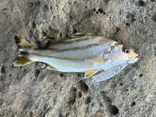 コトヒキの釣果