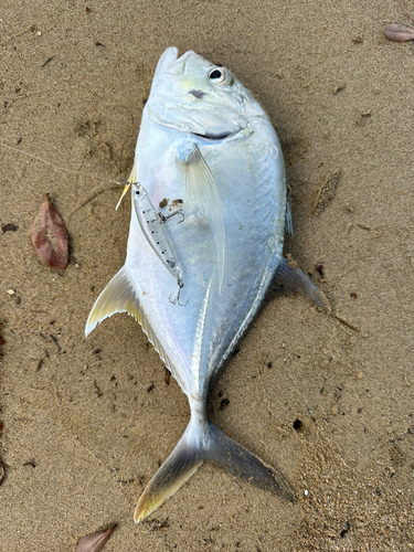 メッキの釣果