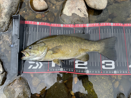 スモールマウスバスの釣果