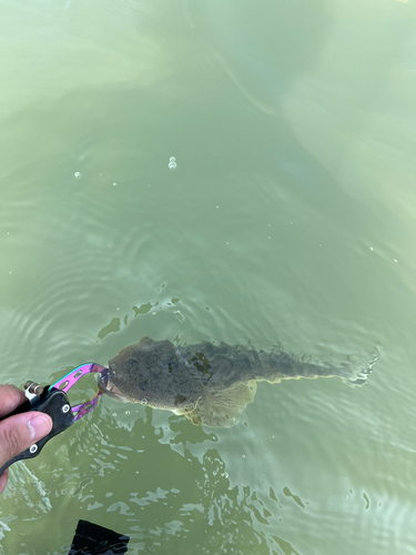 マゴチの釣果