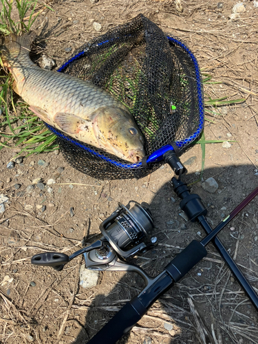 コイの釣果