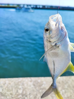 メッキの釣果