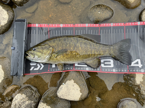 スモールマウスバスの釣果