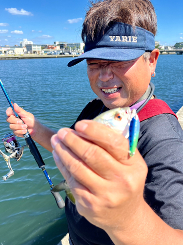 メッキの釣果