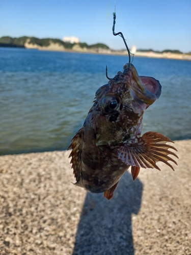 アラカブの釣果