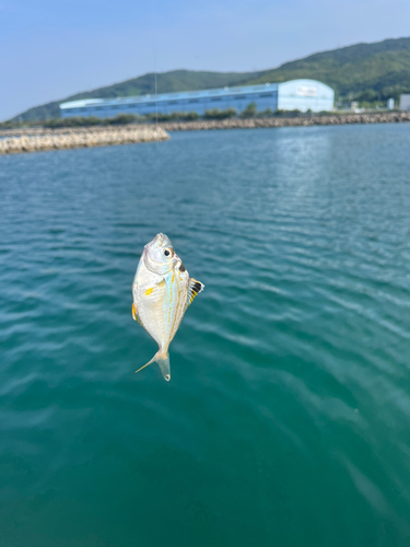 ヒイラギの釣果