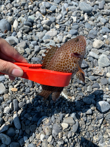 オオモンハタの釣果