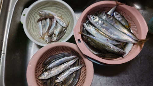 イワシの釣果