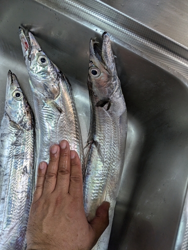 タチウオの釣果