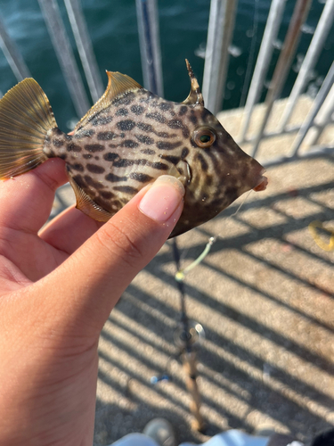 カワハギの釣果