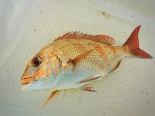 タイの釣果