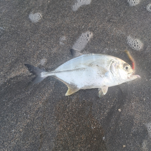 メッキの釣果