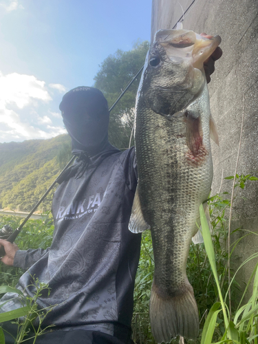 ブラックバスの釣果