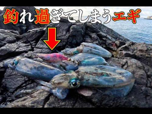 アオリイカの釣果