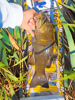 スモールマウスバスの釣果