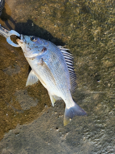 キビレの釣果