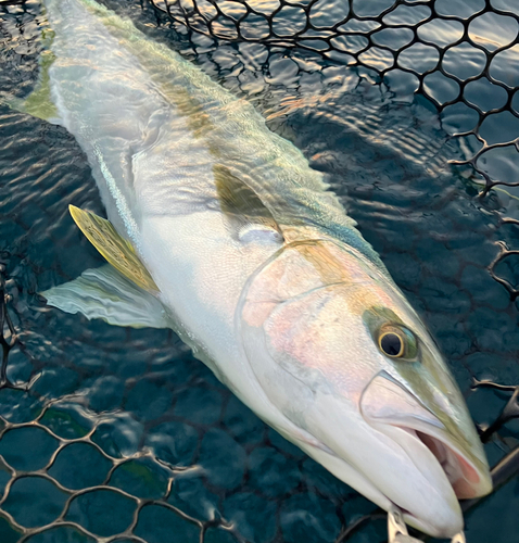 ヒラマサの釣果