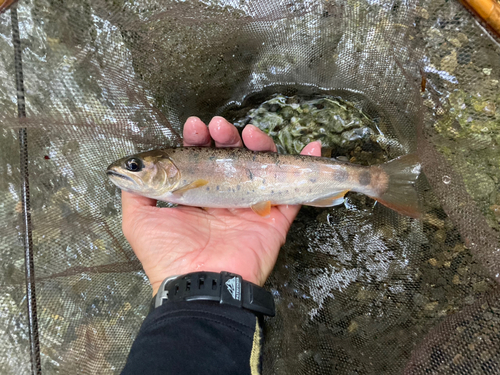 ヤマメの釣果