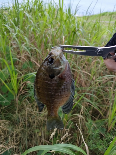 ブルーギルの釣果