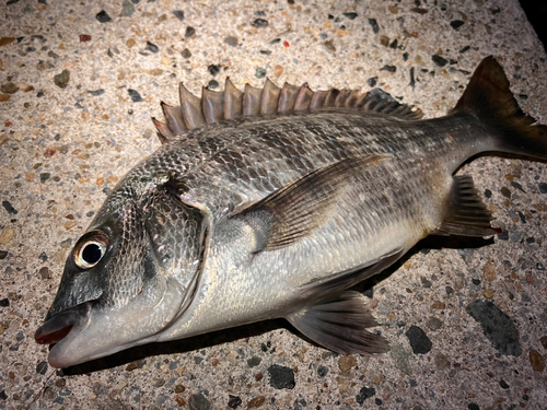 チヌの釣果