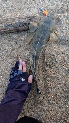 マゴチの釣果